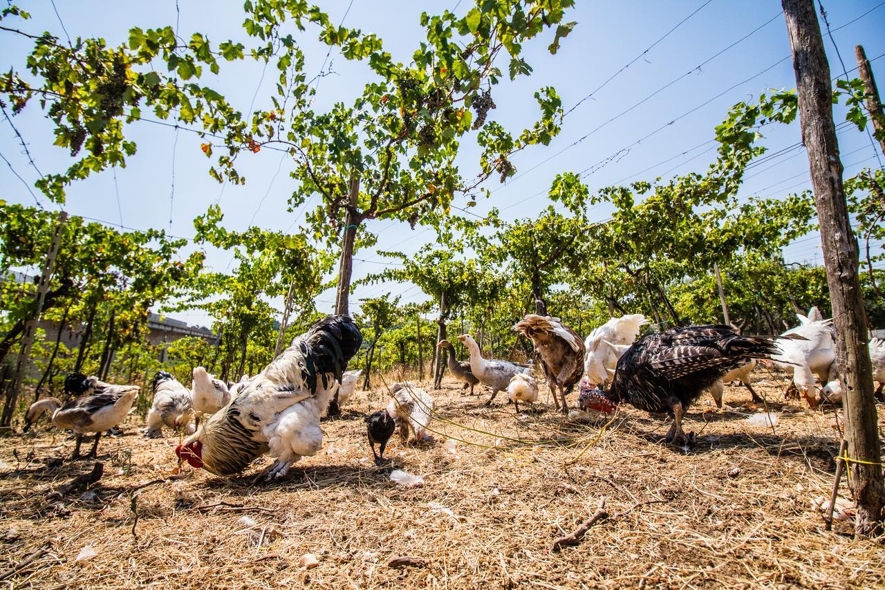 Il Gallo Con Gli Stivali Термоли Екстериор снимка