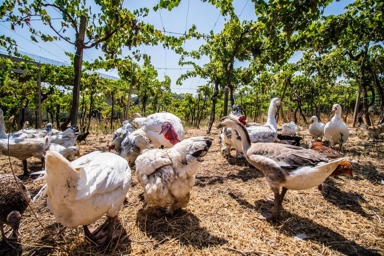 Il Gallo Con Gli Stivali Термоли Екстериор снимка