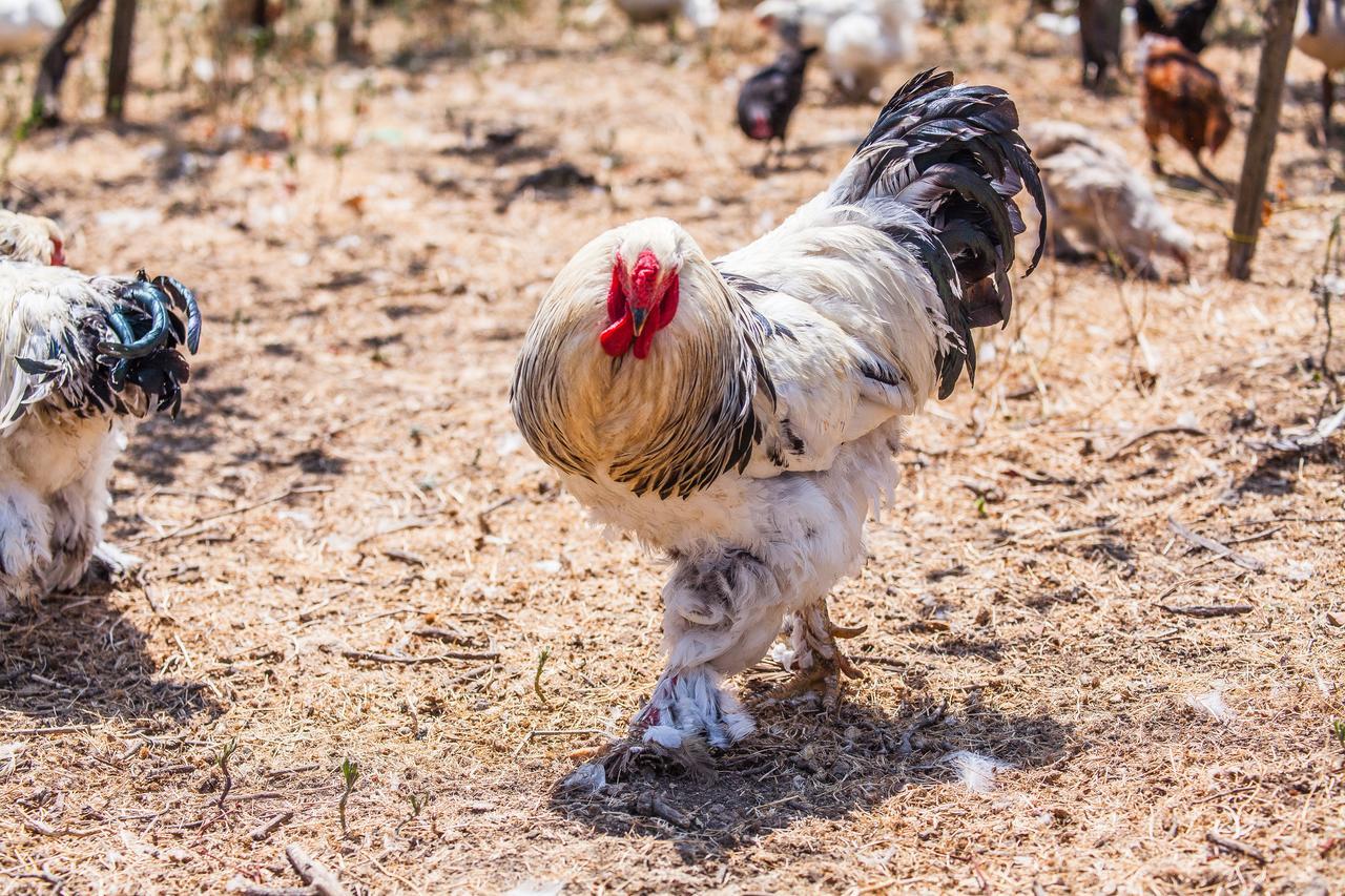 Il Gallo Con Gli Stivali Термоли Екстериор снимка