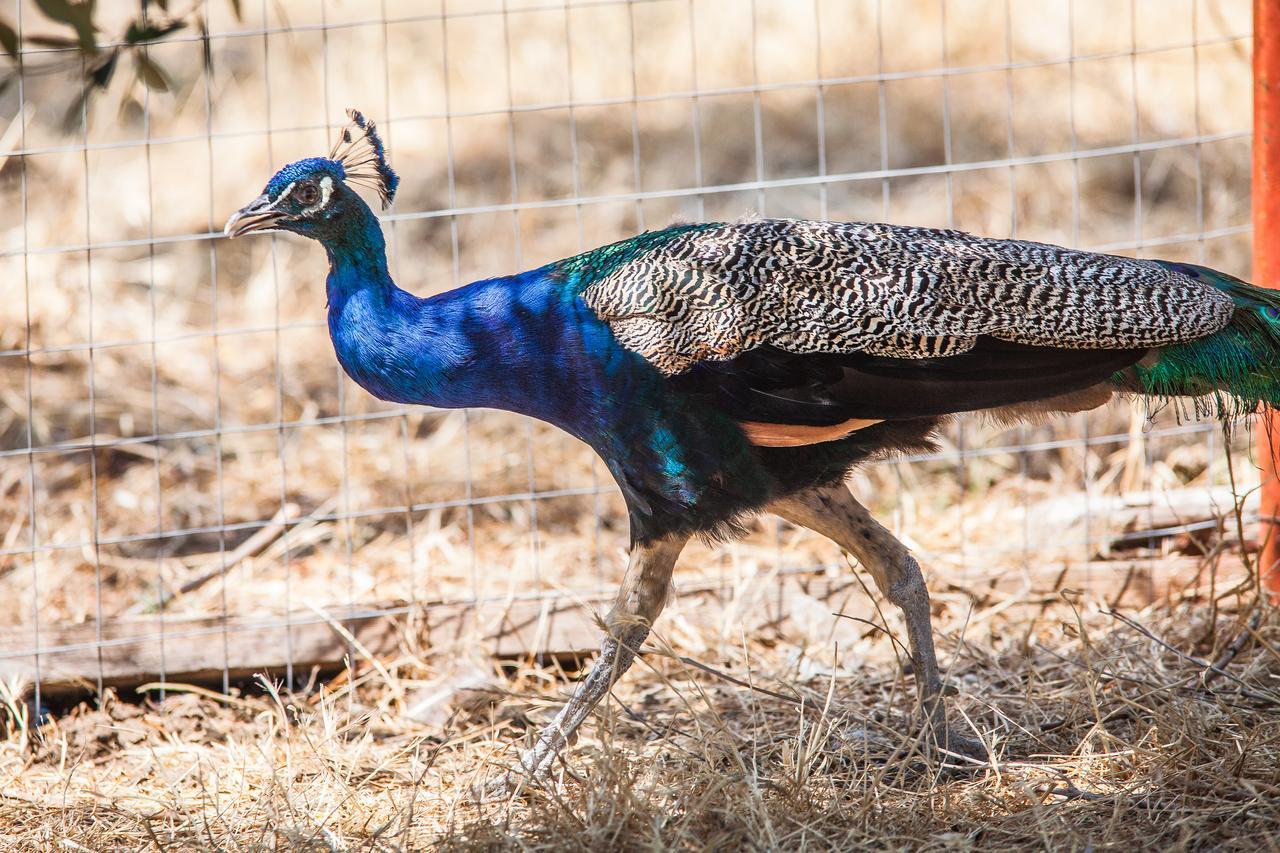 Il Gallo Con Gli Stivali Термоли Екстериор снимка