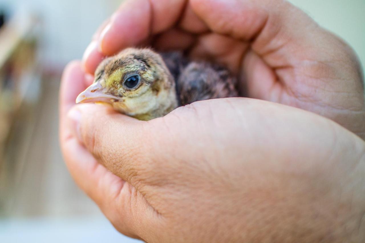 Il Gallo Con Gli Stivali Термоли Екстериор снимка