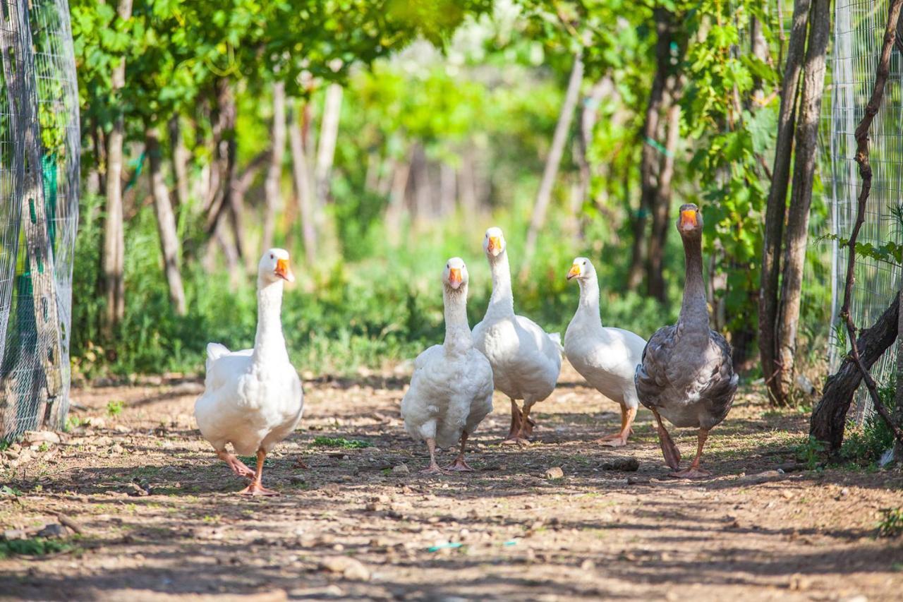 Il Gallo Con Gli Stivali Термоли Екстериор снимка