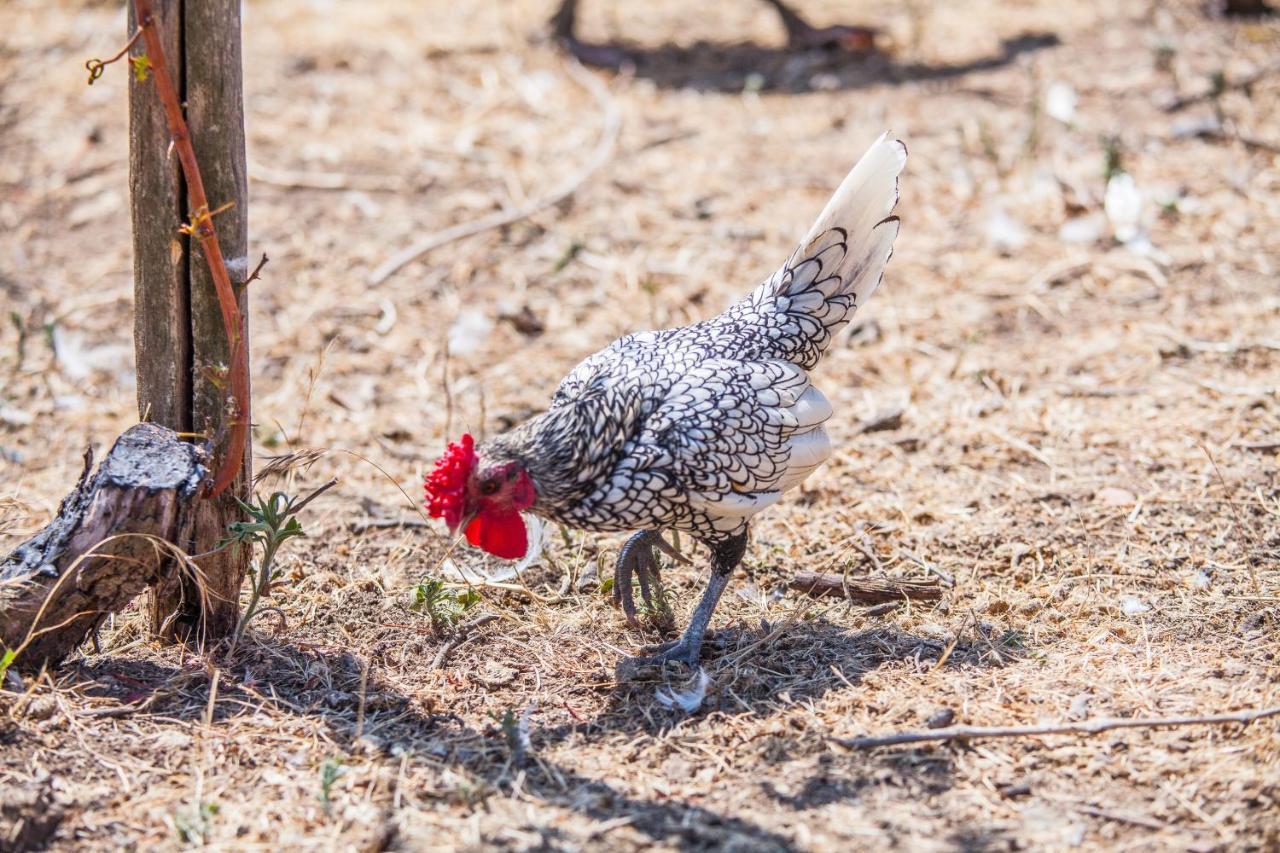 Il Gallo Con Gli Stivali Термоли Екстериор снимка