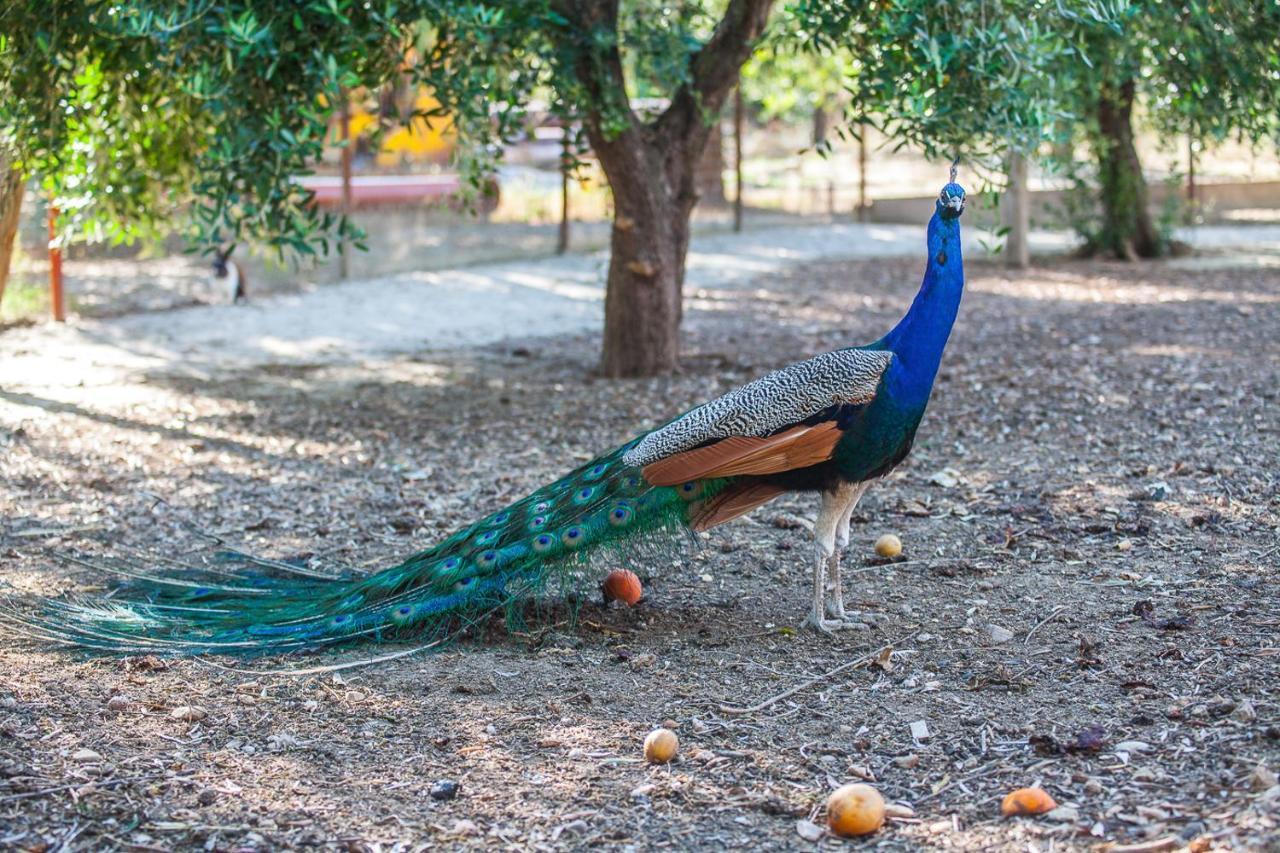 Il Gallo Con Gli Stivali Термоли Екстериор снимка