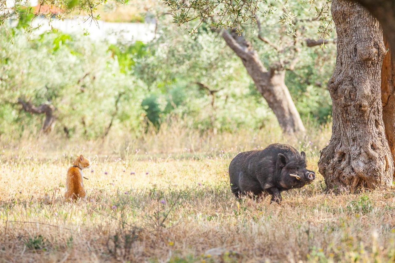 Il Gallo Con Gli Stivali Термоли Екстериор снимка